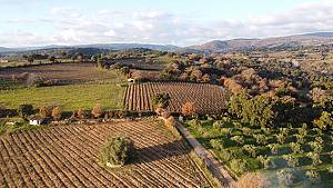 Autunno in barbagia, dal vino alla pittura ad atzara
